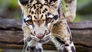 Preview wallpaper leopard, trees, glance, fur, animal