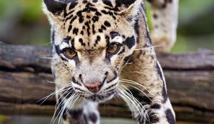 Preview wallpaper leopard, trees, glance, fur, animal