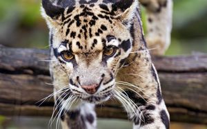 Preview wallpaper leopard, trees, glance, fur, animal