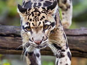 Preview wallpaper leopard, trees, glance, fur, animal
