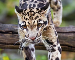 Preview wallpaper leopard, trees, glance, fur, animal