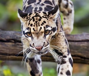 Preview wallpaper leopard, trees, glance, fur, animal
