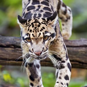 Preview wallpaper leopard, trees, glance, fur, animal