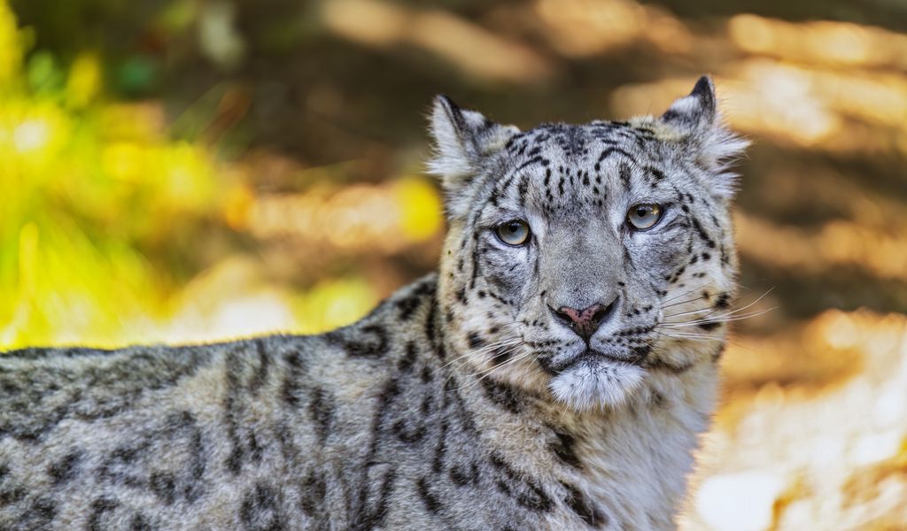 1024x600 Wallpaper leopard, view, spots, predator, animal