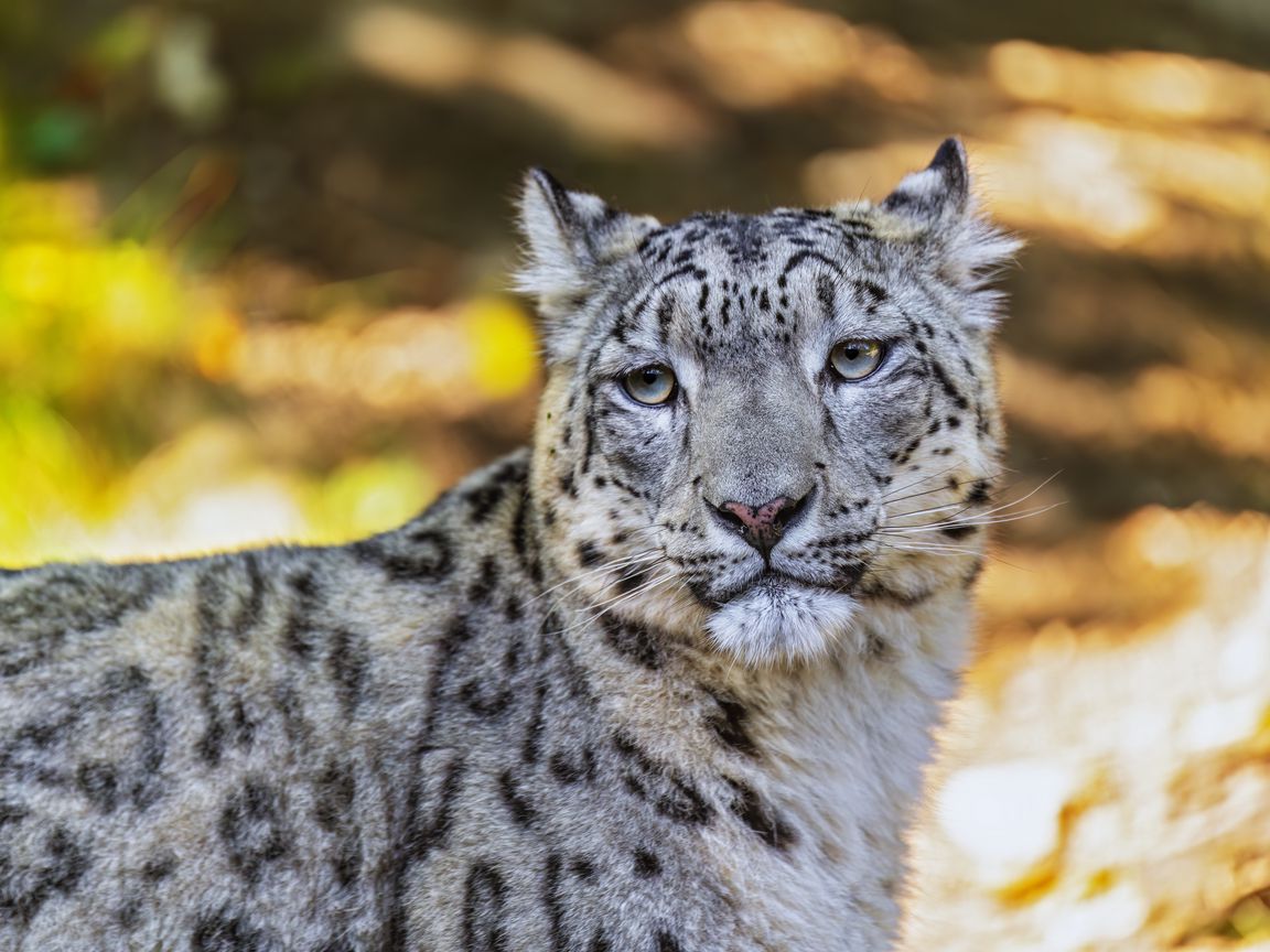 1152x864 Wallpaper leopard, view, spots, predator, animal