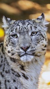 Preview wallpaper leopard, view, spots, predator, animal