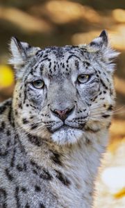 Preview wallpaper leopard, view, spots, predator, animal