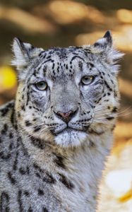 Preview wallpaper leopard, view, spots, predator, animal