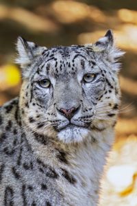 Preview wallpaper leopard, view, spots, predator, animal