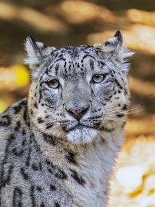 Preview wallpaper leopard, view, spots, predator, animal