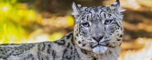 Preview wallpaper leopard, view, spots, predator, animal