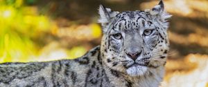 Preview wallpaper leopard, view, spots, predator, animal