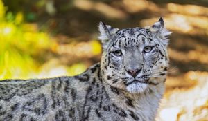 Preview wallpaper leopard, view, spots, predator, animal