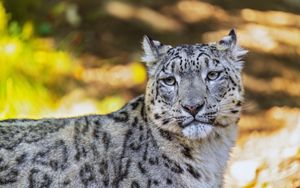 Preview wallpaper leopard, view, spots, predator, animal