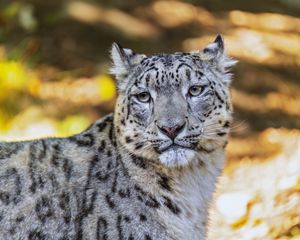 Preview wallpaper leopard, view, spots, predator, animal