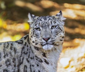 Preview wallpaper leopard, view, spots, predator, animal