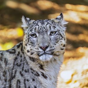 Preview wallpaper leopard, view, spots, predator, animal