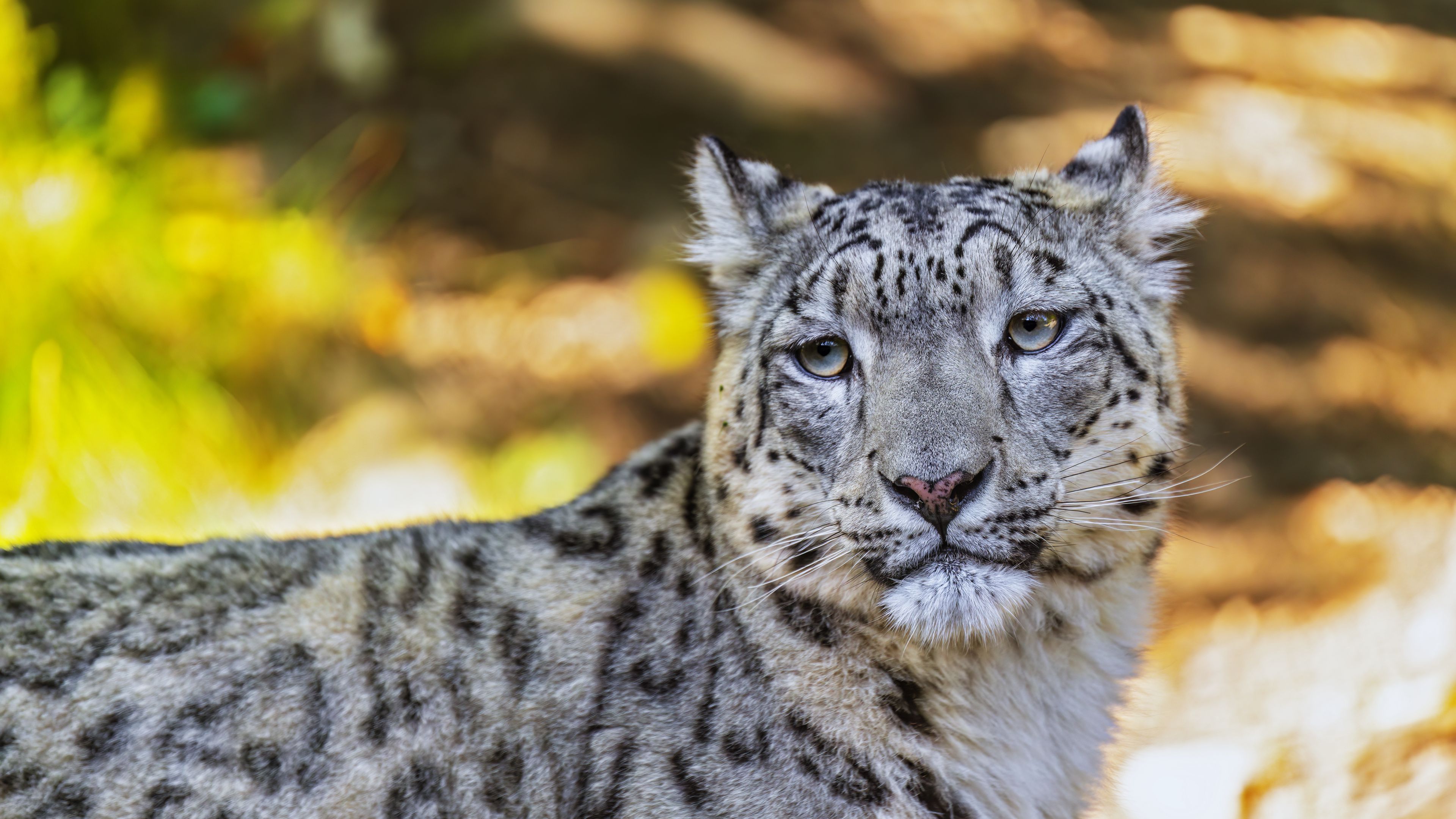 3840x2160 Wallpaper leopard, view, spots, predator, animal