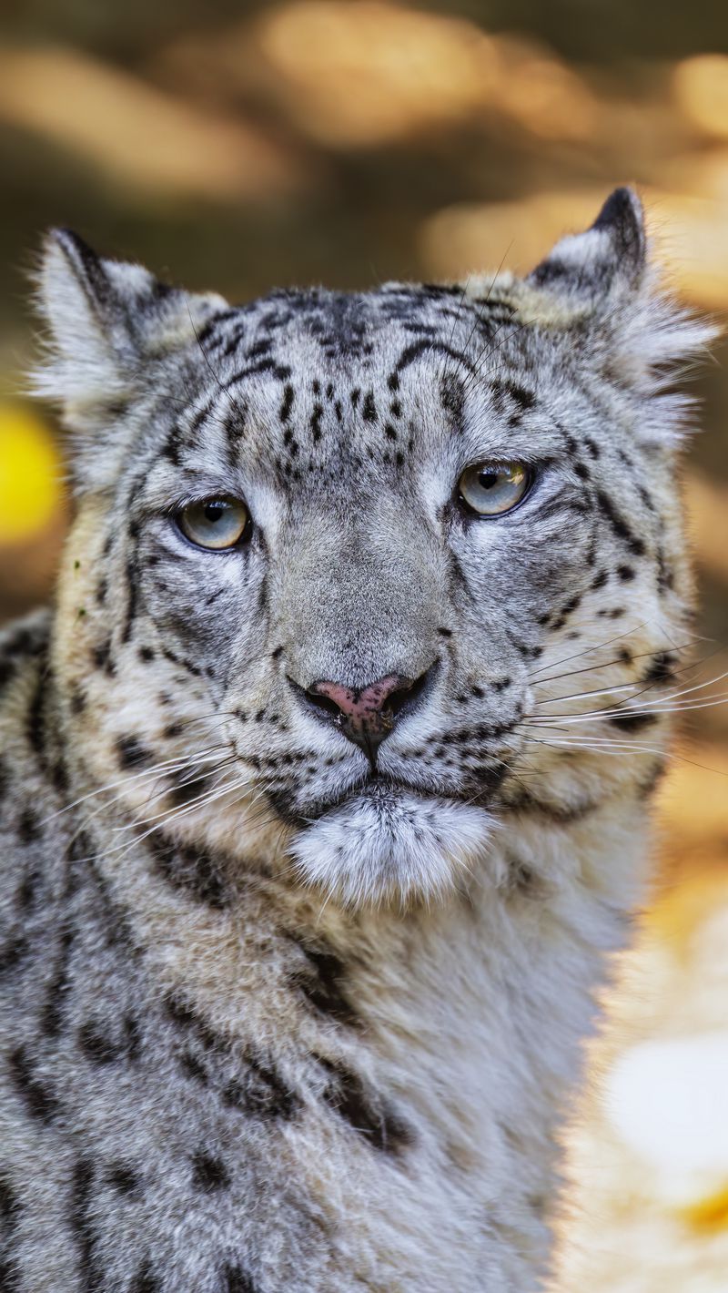 800x1420 Wallpaper leopard, view, spots, predator, animal