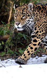 Preview wallpaper leopard, walk, predator