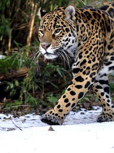 Preview wallpaper leopard, walk, predator