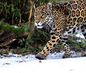 Preview wallpaper leopard, walk, predator