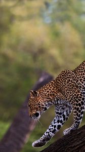 Preview wallpaper leopard, walk, tail, big cat, predator