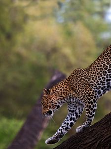 Preview wallpaper leopard, walk, tail, big cat, predator