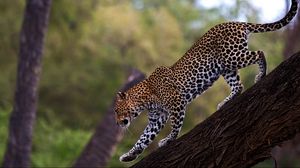 Preview wallpaper leopard, walk, tail, big cat, predator