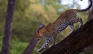 Preview wallpaper leopard, walk, tail, big cat, predator