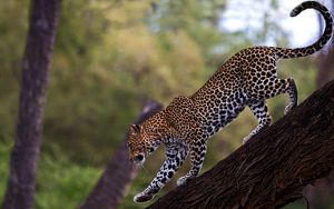 Preview wallpaper leopard, walk, tail, big cat, predator