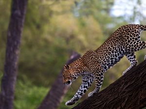 Preview wallpaper leopard, walk, tail, big cat, predator