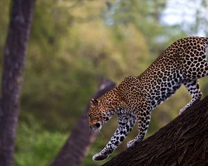 Preview wallpaper leopard, walk, tail, big cat, predator