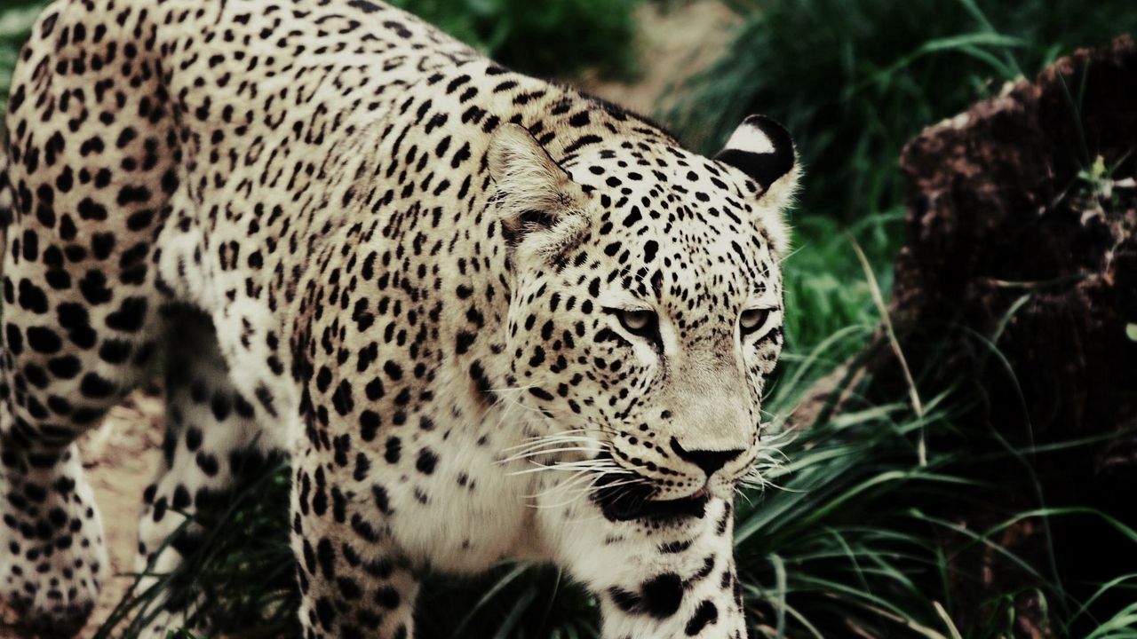 Wallpaper leopard, walking, grass, spotted, big cat