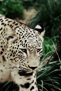 Preview wallpaper leopard, walking, grass, spotted, big cat