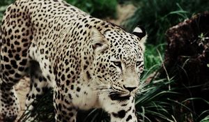 Preview wallpaper leopard, walking, grass, spotted, big cat