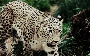Preview wallpaper leopard, walking, grass, spotted, big cat