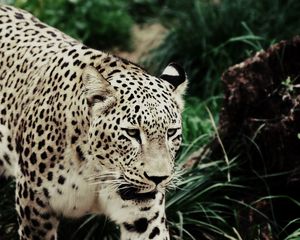 Preview wallpaper leopard, walking, grass, spotted, big cat