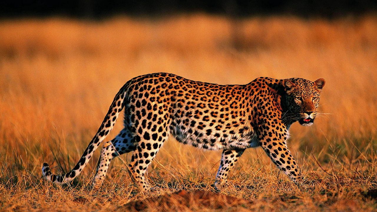 Wallpaper leopard, walking, grass, hunting, predator, big cat