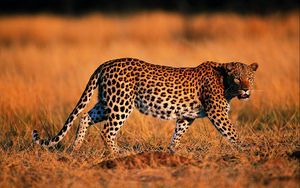 Preview wallpaper leopard, walking, grass, hunting, predator, big cat