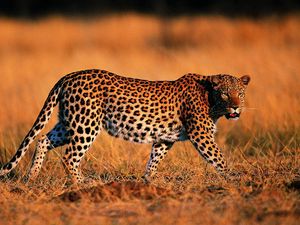 Preview wallpaper leopard, walking, grass, hunting, predator, big cat