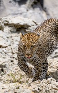 Preview wallpaper leopard, wild animal, big cat, stones, wildlife