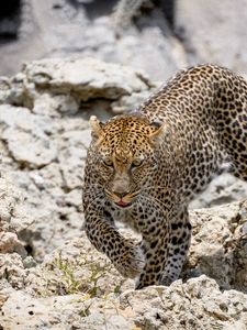 Preview wallpaper leopard, wild animal, big cat, stones, wildlife