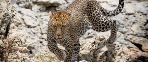 Preview wallpaper leopard, wild animal, big cat, stones, wildlife