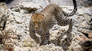 Preview wallpaper leopard, wild animal, big cat, stones, wildlife