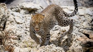 Preview wallpaper leopard, wild animal, big cat, stones, wildlife