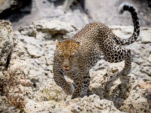 Preview wallpaper leopard, wild animal, big cat, stones, wildlife