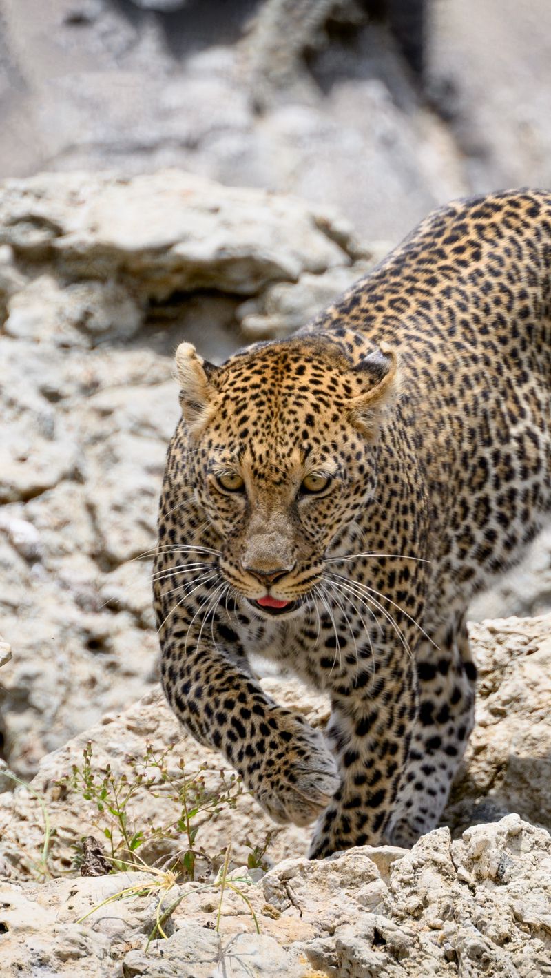800x1420 Wallpaper leopard, wild animal, big cat, stones, wildlife