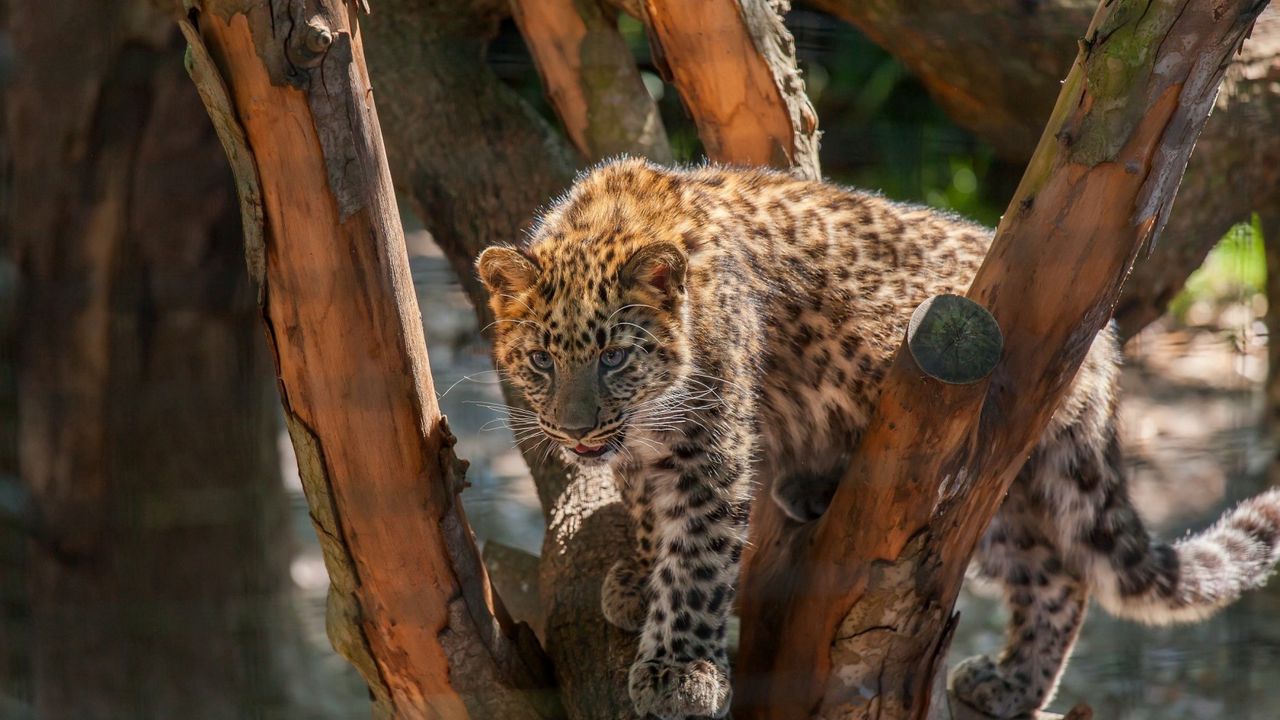 Wallpaper leopard, wild cat, carnivore, cub, stains, wood