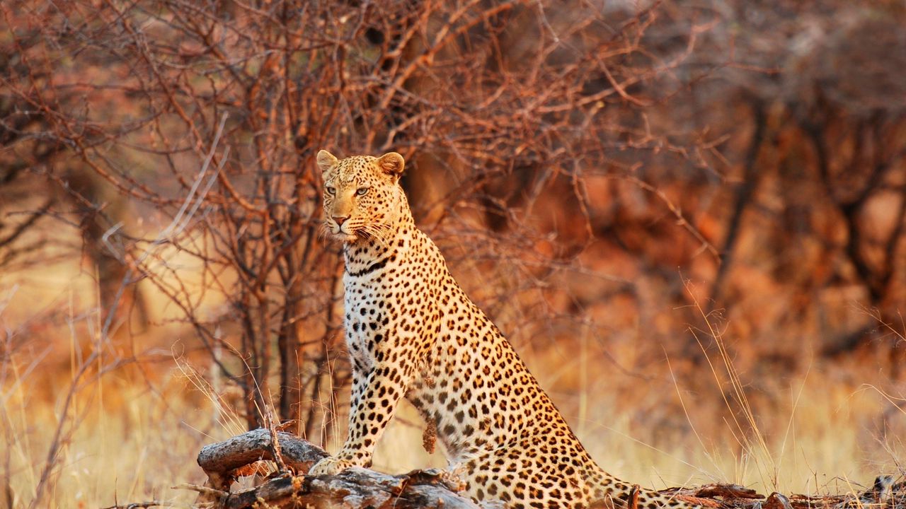 Wallpaper leopard, wild cat, grace, nature, predator